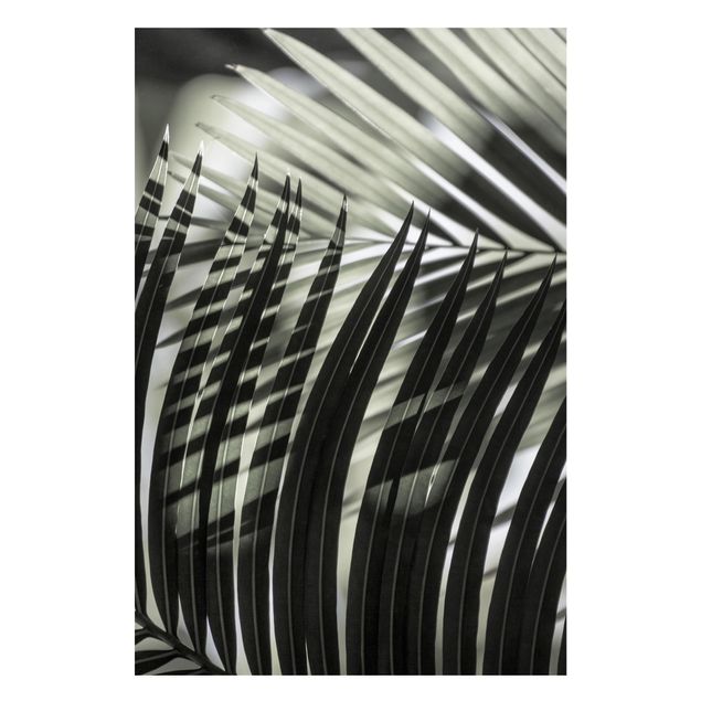 Nowoczesne obrazy do salonu Gra cieni na liściu palmy