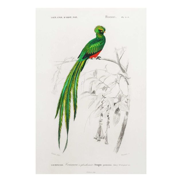 Obrazy zwierzęta Tablica edukacyjna w stylu vintage Ptaki tropikalne I