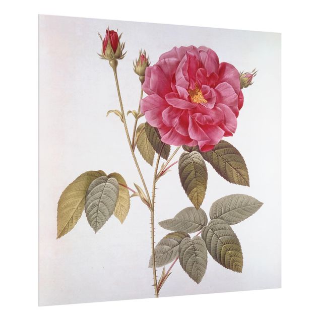 Reprodukcje obrazów Pierre Joseph Redouté - Róża aptekarska