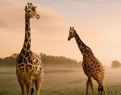Naklejki na płytki Surrealistyczne żyrafy