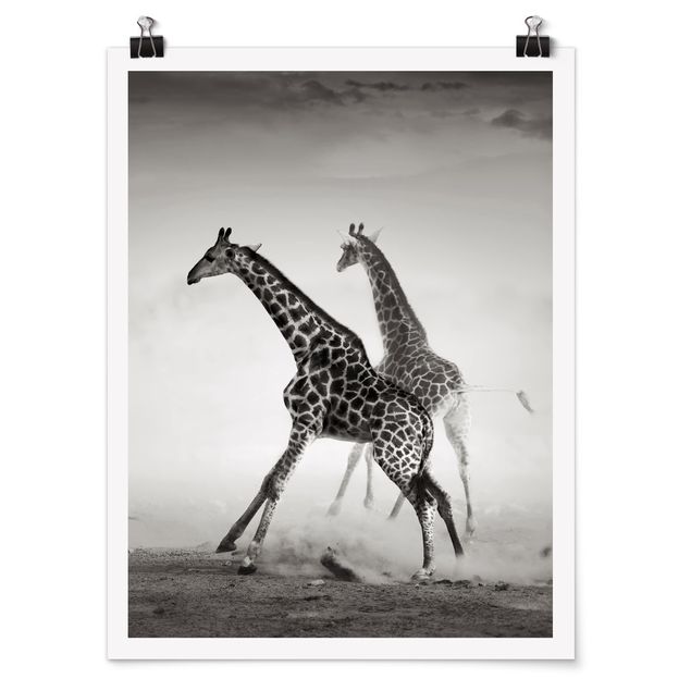 Zwierzęta obrazy Polowanie na żyrafę