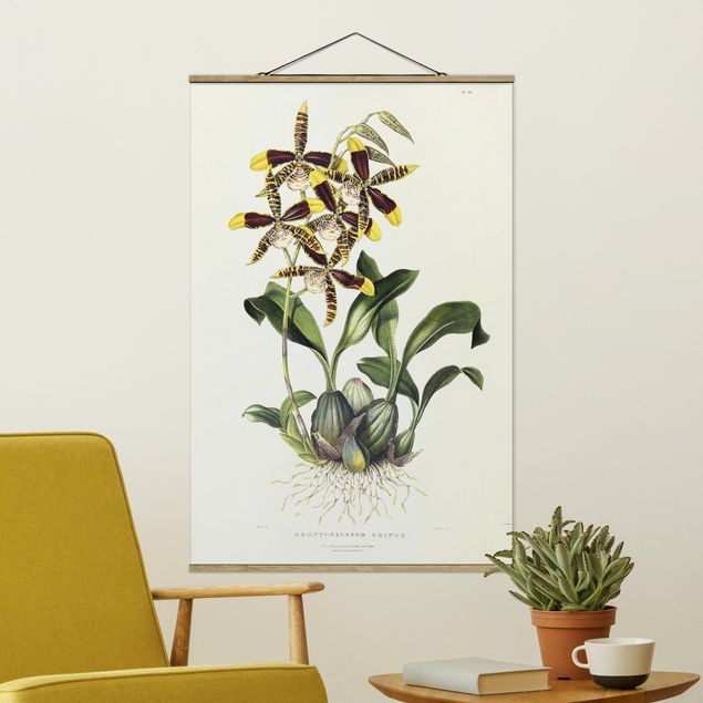 Orchidea obraz Maxim Gauci - Orchid II