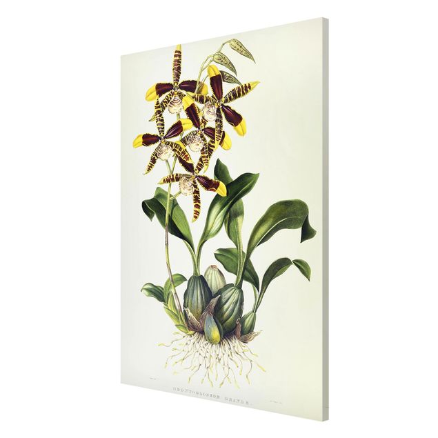 Obrazy do salonu nowoczesne Maxim Gauci - Orchid II