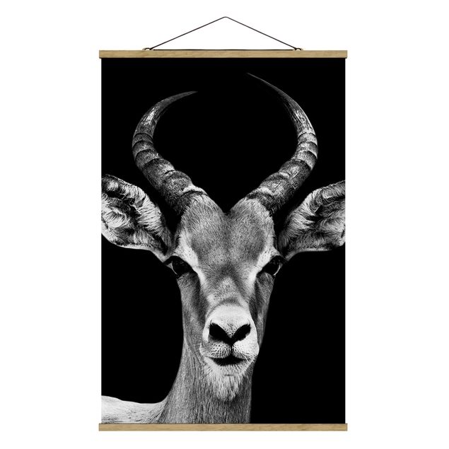 Obrazy ze zwierzętami Antylopa konopiasta czarno-biała