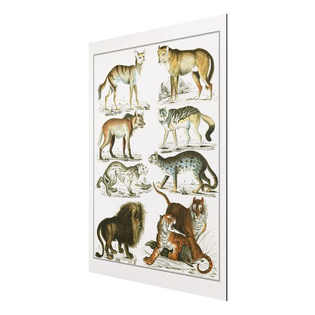 Obrazy ze zwierzętami Tablica edukacyjna w stylu vintage Lew, tygrys i szakal