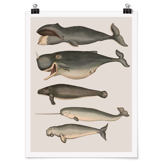 Ryby obrazy Pięć wieloryby w stylu vintage
