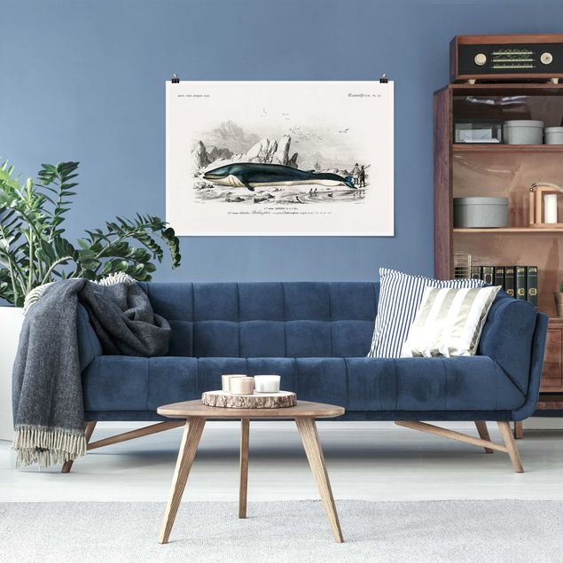 Obrazy do salonu nowoczesne Tablica edukacyjna w stylu vintage Błękitny wieloryb