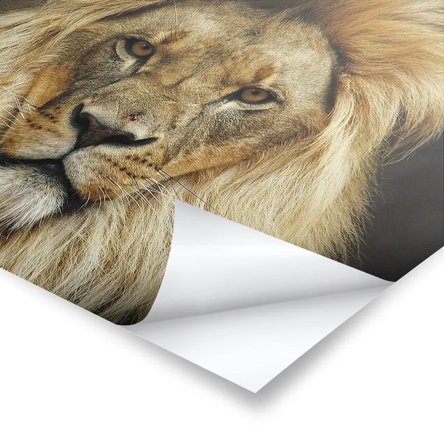 Plakaty ze zwierzętami Mądrość lwa
