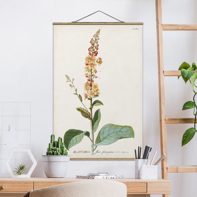 Dekoracja do kuchni Vintage Botanika Ilustracja Mullein
