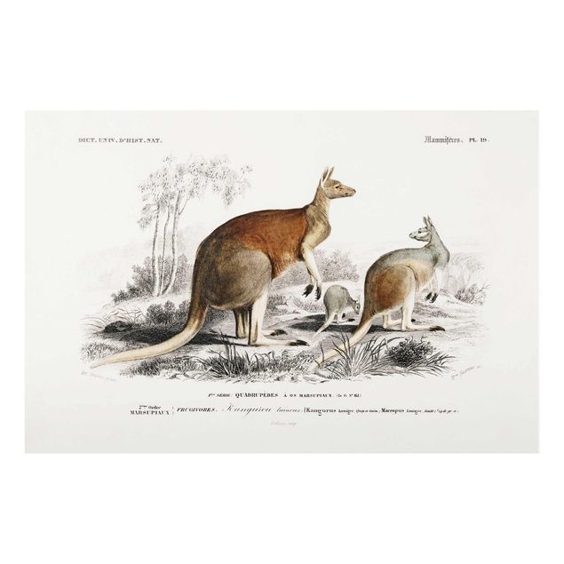 Obrazy na szkle zwierzęta Tablica edukacyjna w stylu vintage Kangur