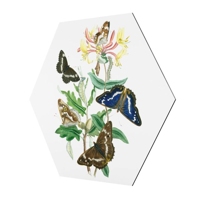 Obraz heksagonalny z Alu-Dibond - Motyle brytyjskie IV