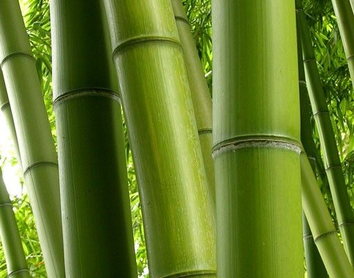 Szafka pod umywalkę - Drzewa bambusowe Nr 1