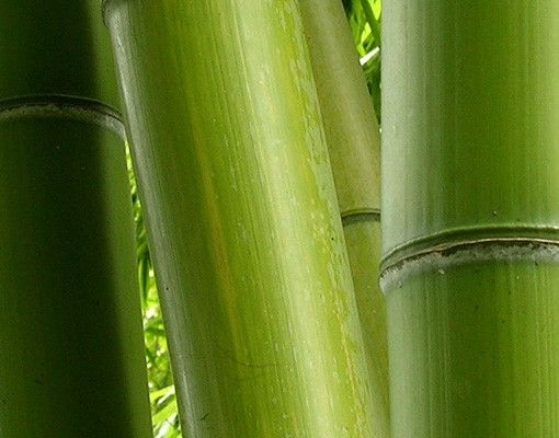 Szafka pod umywalkę - Drzewa bambusowe Nr 2