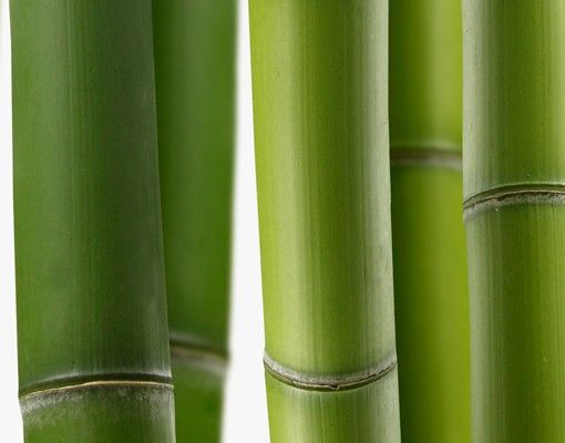 Szafka pod umywalkę - Rośliny bambusowe