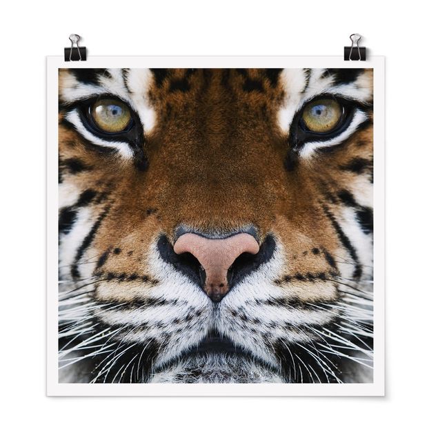 Obrazy nowoczesny Oczy tygrysa