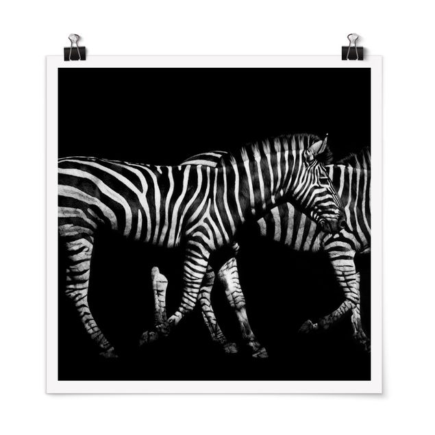 Nowoczesne obrazy Zebra przed Czarnym