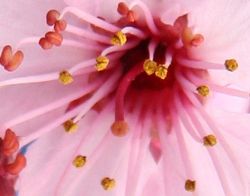 Szafka pod umywalkę - kwiat wiśni