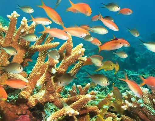 Szafka pod umywalkę - Refa koralowa