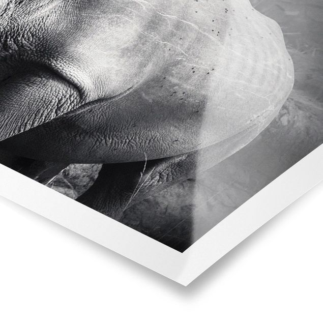 Czarno białe obrazy Nosorożec samotnik