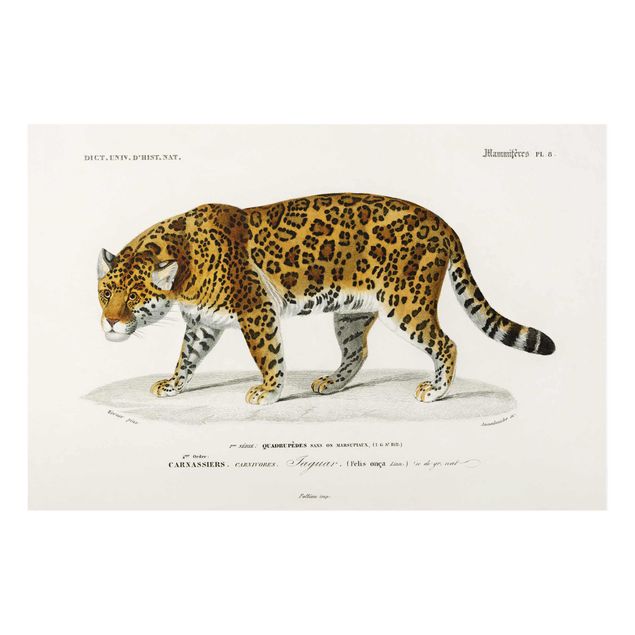 Obrazy na szkle zwierzęta Tablica edukacyjna w stylu vintage Jaguar