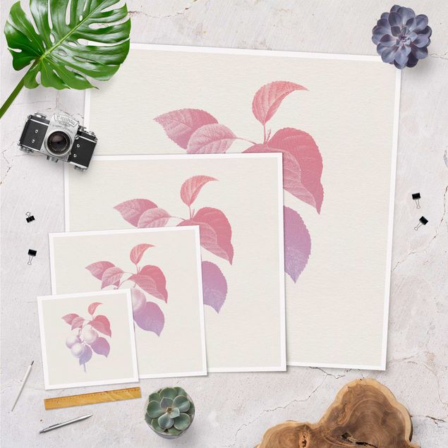 Plakaty na sciane Nowoczesna botanika w stylu vintage Brzoskwiniowy Różowy Fioletowy