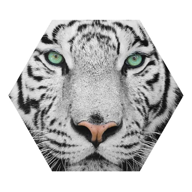 Tygrys obraz Biały tygrys