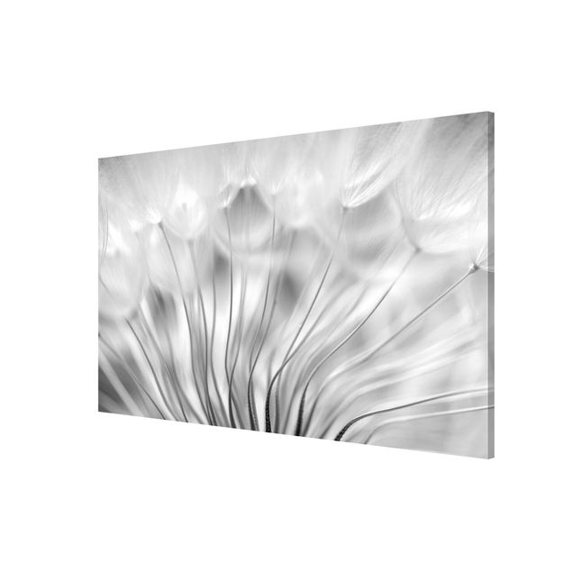 Obrazy nowoczesny Dreamy Dandelion czarno-biały
