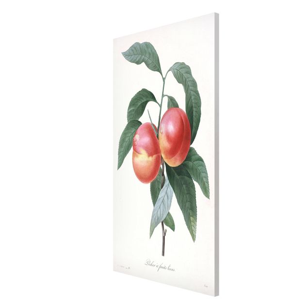 Obrazy vintage Botany Vintage Illustration Peach