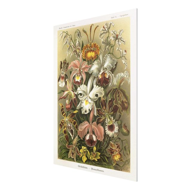 Nowoczesne obrazy do salonu Tablica edukacyjna w stylu vintage Orchidea