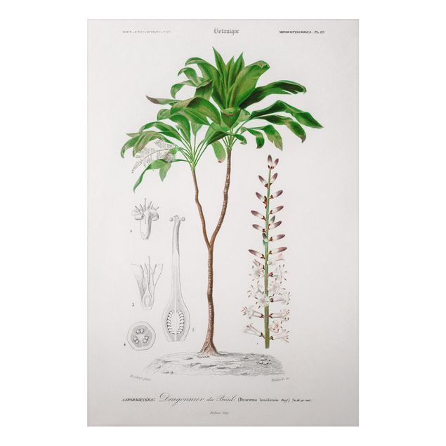 Obrazy do salonu nowoczesne Botanika Vintage Ilustracja tropikalnego drzewa palmowego
