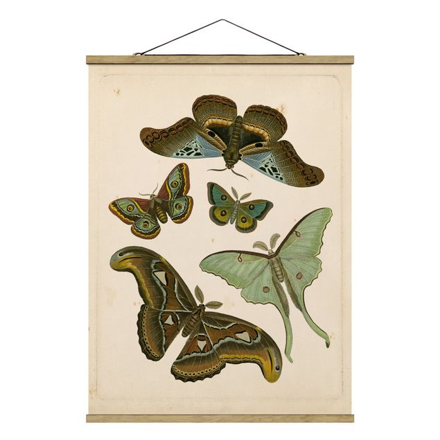 Obrazy zwierzęta Ilustracja w stylu vintage Motyle egzotyczne II