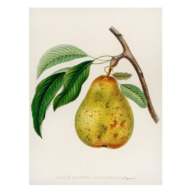 Dekoracja do kuchni Botani Vintage Illustracja Żółta gruszka