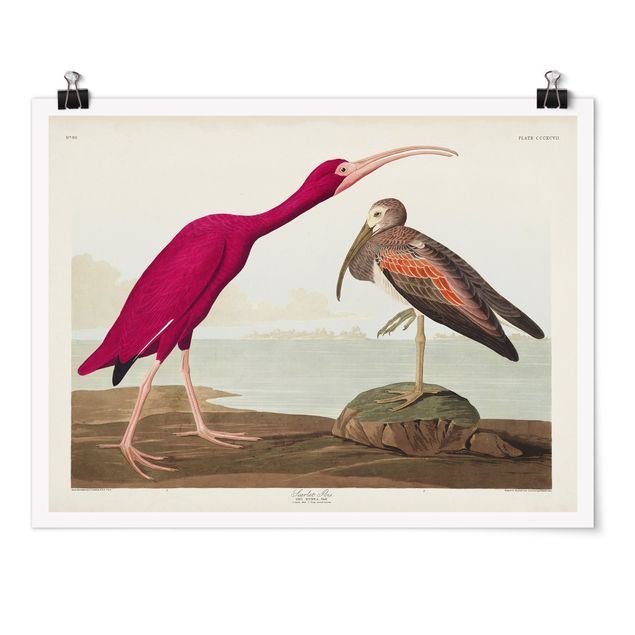 Obrazy krajobraz Tablica edukacyjna w stylu vintage Czerwony Ibis