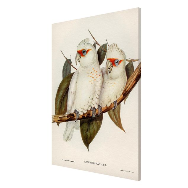 Zwierzęta obrazy Ilustracja w stylu vintage Biały kakadu