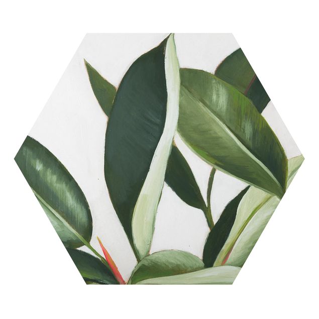 Obraz heksagonalny z Alu-Dibond - Ulubione rośliny - Drzewo kauczukowe