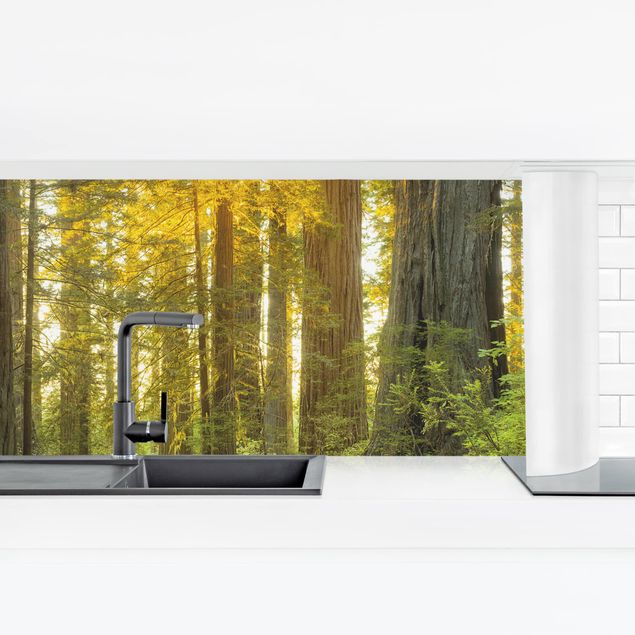 Panel szklany do kuchni Park Narodowy Redwood