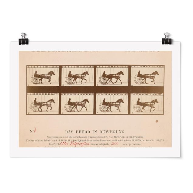 Konie obrazy Eadweard Muybridge - Koń w ruchu