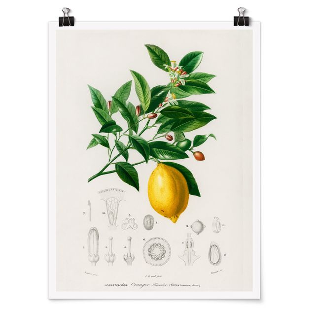 Retro obrazy Botany Vintage Illustration Lemon