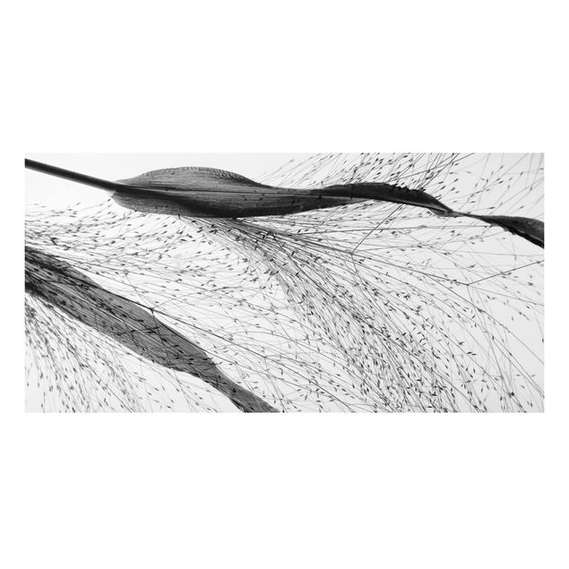 Obrazy do salonu nowoczesne Trzcina z delikatnymi pąkami czarno-biały