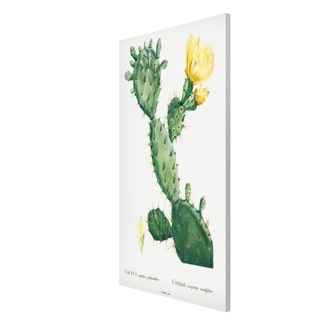 Obrazy vintage Botani Vintage Ilustracja kaktusa z żółtym kwiatem