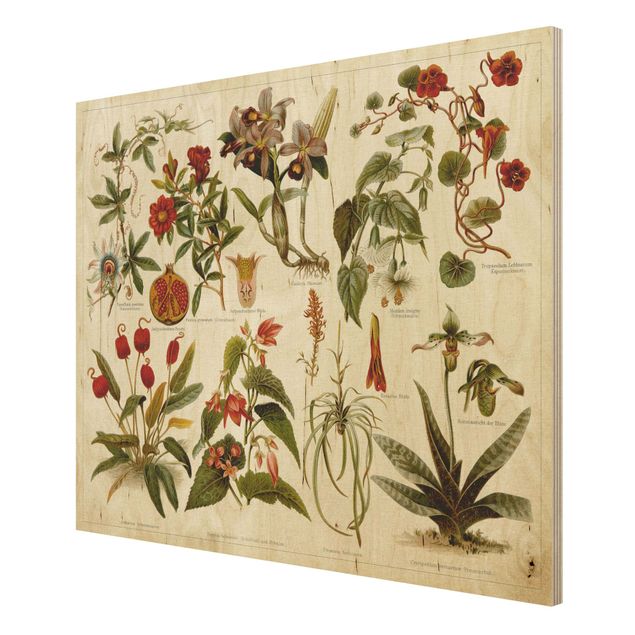 Obrazy drewniane Tablica edukacyjna w stylu vintage Botanika tropikalna II