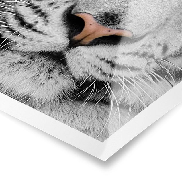 Czarno białe obrazki Biały tygrys