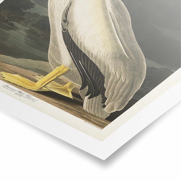 Obrazy retro Tablica edukacyjna w stylu vintage Pelikan biały