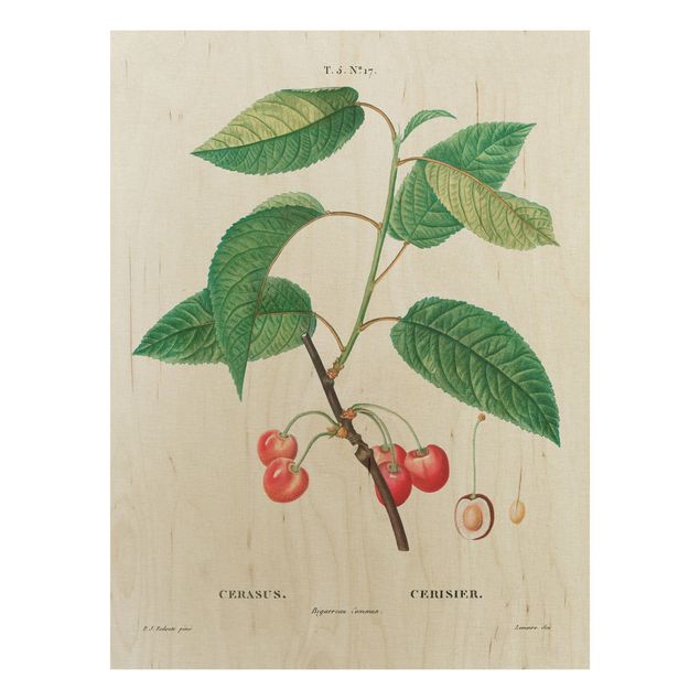 Obrazy na ścianę Botani Vintage Ilustracja czerwonych czereśni