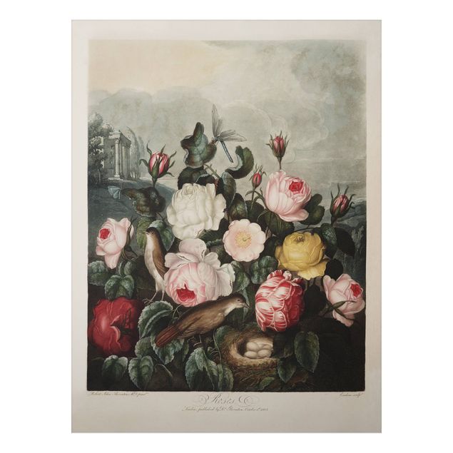 Nowoczesne obrazy do salonu Botanika Vintage Ilustracja róż