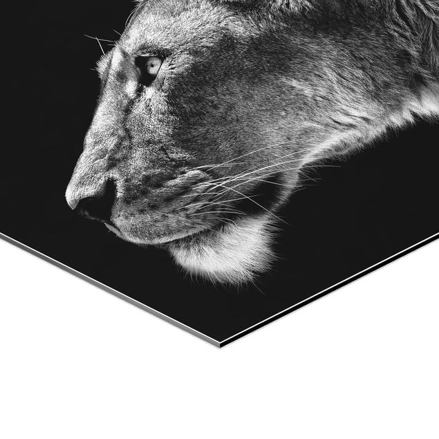 Obraz heksagonalny z Alu-Dibond - Portret lwicy