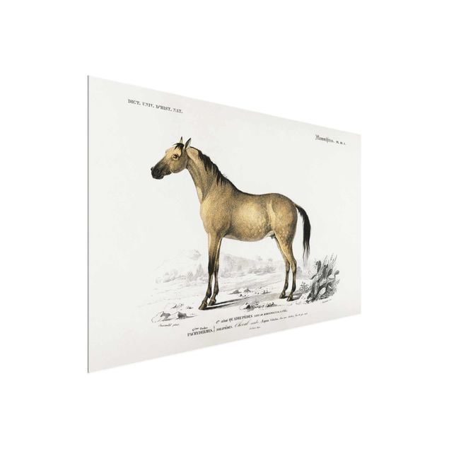 Obrazy na szkle zwierzęta Tablica edukacyjna w stylu vintage Koń
