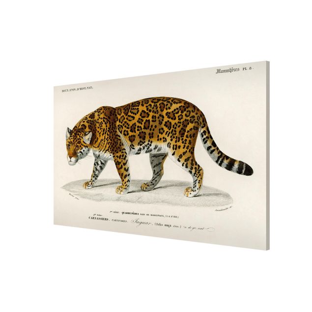 Obrazy koty Tablica edukacyjna w stylu vintage Jaguar