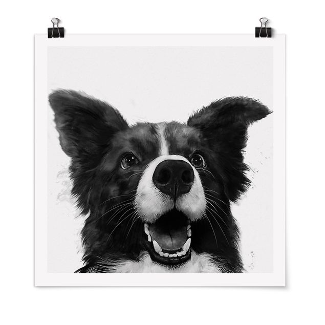 Obrazy zwierzęta Ilustracja pies Border Collie czarno-biały malarstwo