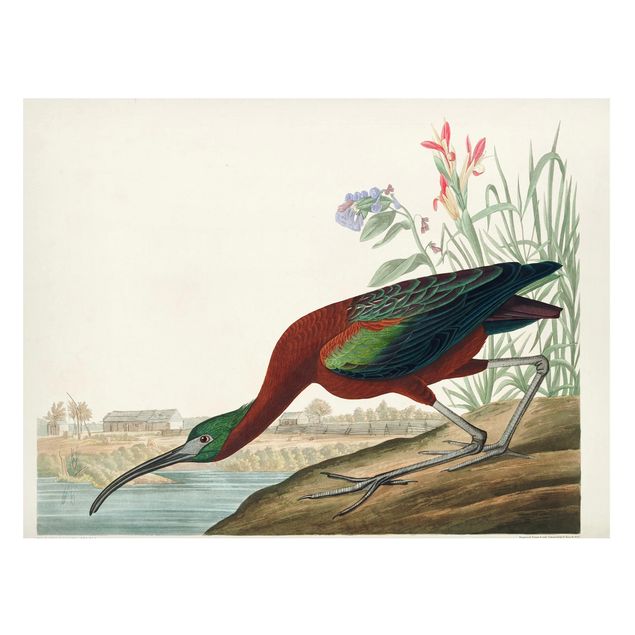 Nowoczesne obrazy do salonu Tablica edukacyjna w stylu vintage Brązowy ibis